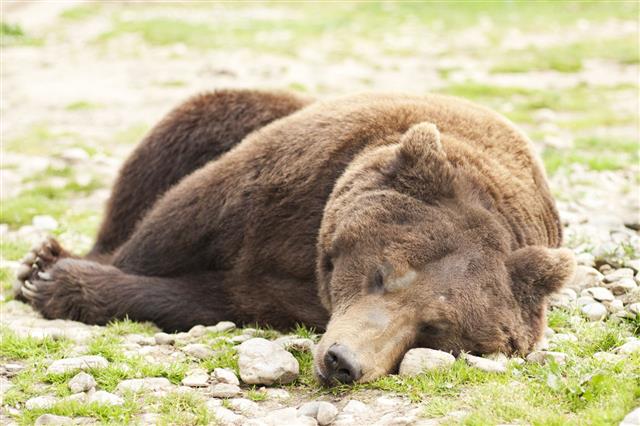 Sleeping Bear Ursus Arctos