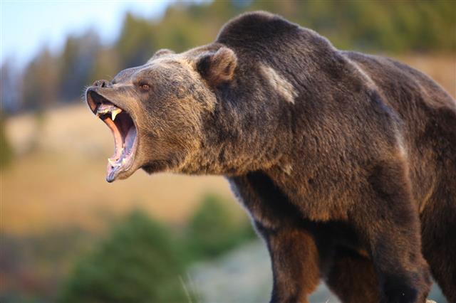 North American Grizzly Bear