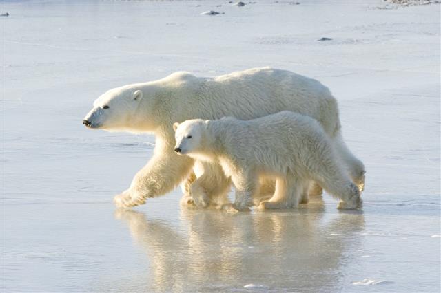 Polar Bear Mom And Cubs