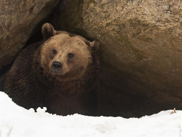 Bear Have A Look Out Of His Cave
