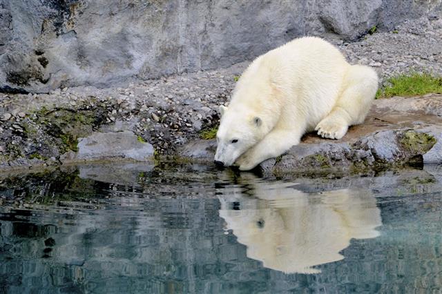 Sad Polar Bear