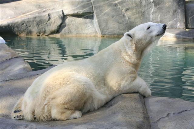 Sniffing Polar Bear