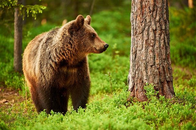 Brown Bear In The Forest