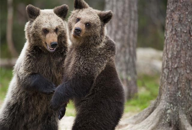 Two Bears In Close Contact