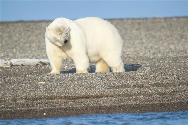 Polar Bear Looking At Water