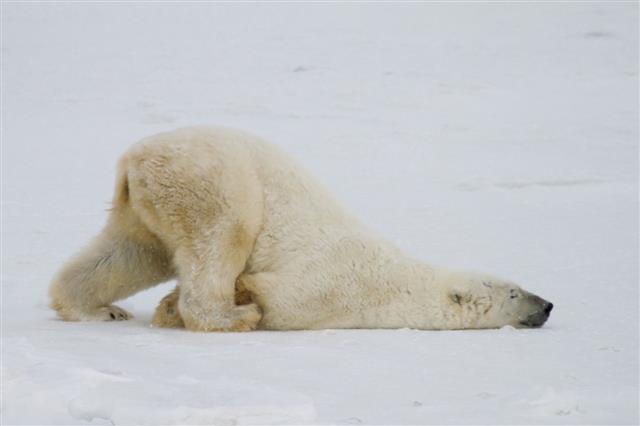 Polar Bear Slide