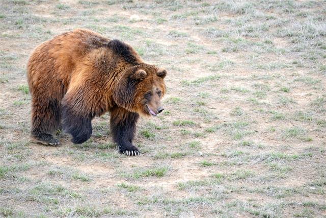 Grizzly Bear In Open Prairie Setting