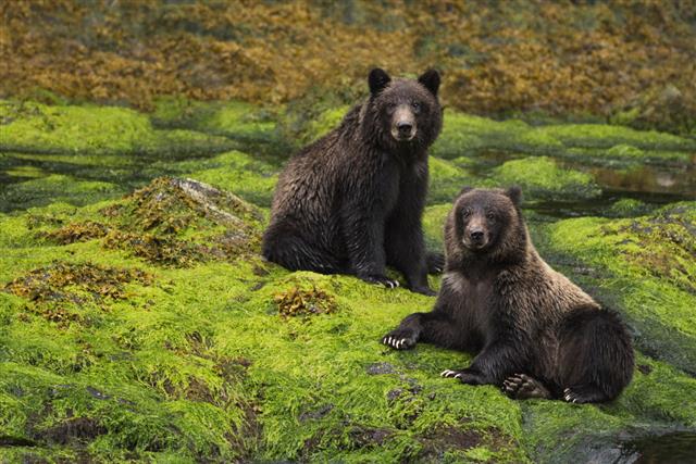 Two Grizzly Cubs Sit In A Green Rainforest