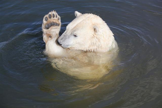 Polar Bear Swimming In The Water