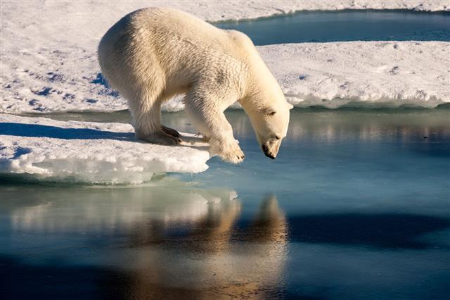 Polar Bear Admiring His Mirror Image