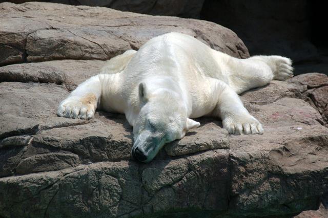 Lazy Polar Bear