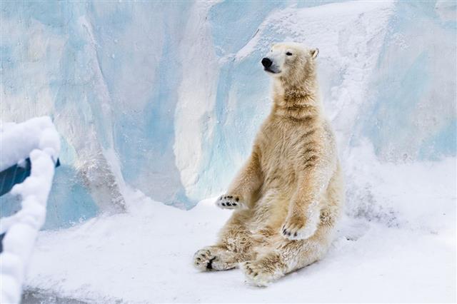 Young Polar Bear Sitting Sunny Day