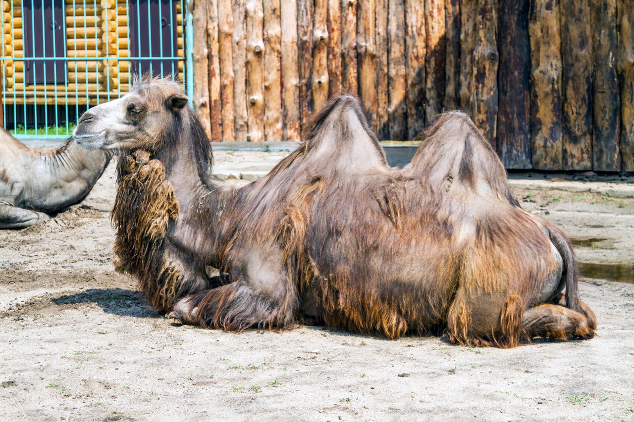 These Animals Found in the Gobi Desert are Really Intriguing - Animal Sake