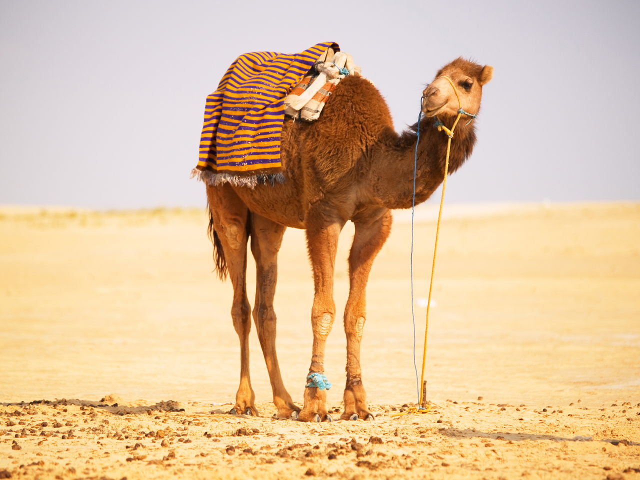 Adaptations In Desert Animals Animal Sake