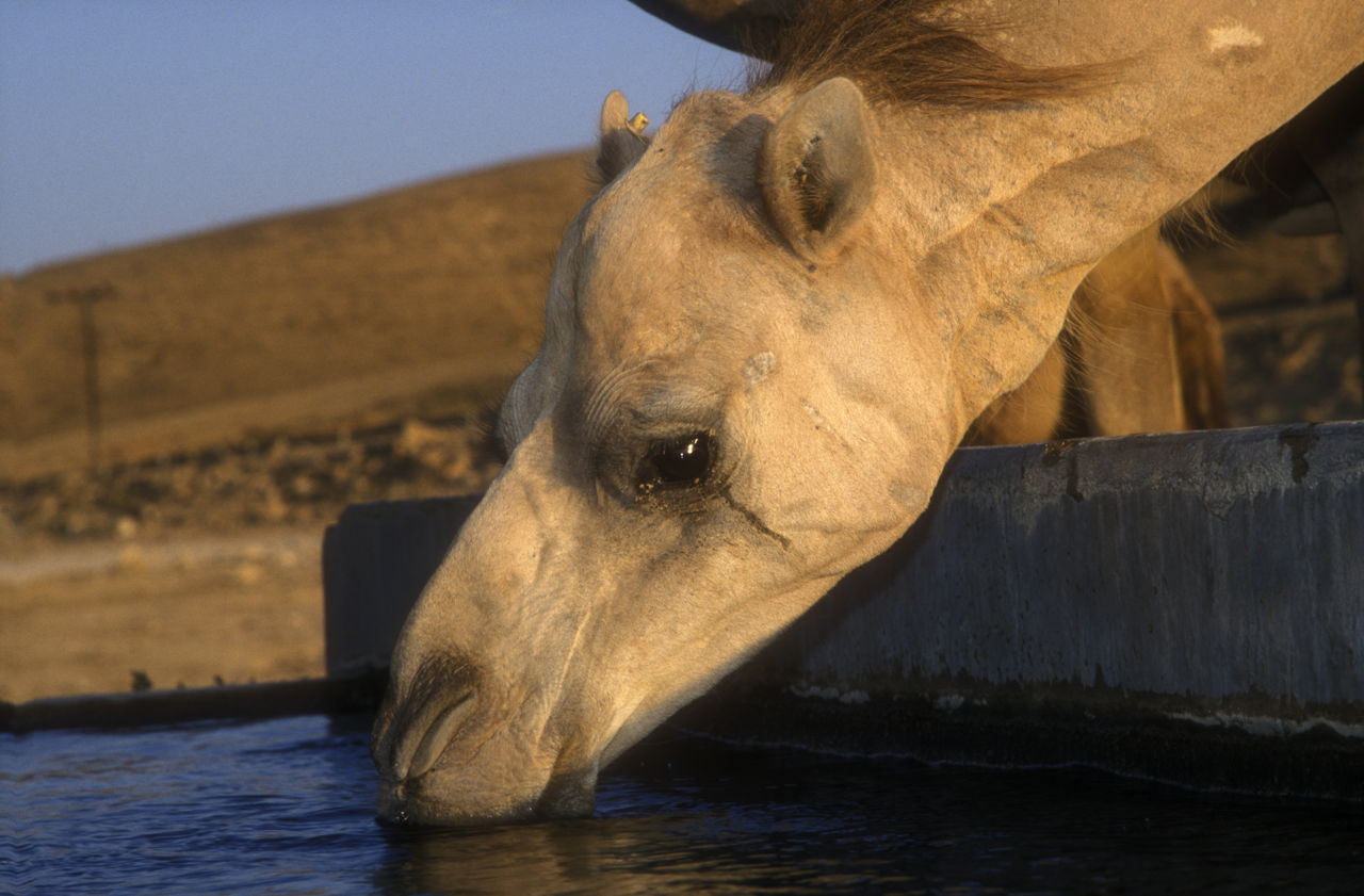 An Exhaustive List of the Animals in the Sahara Desert