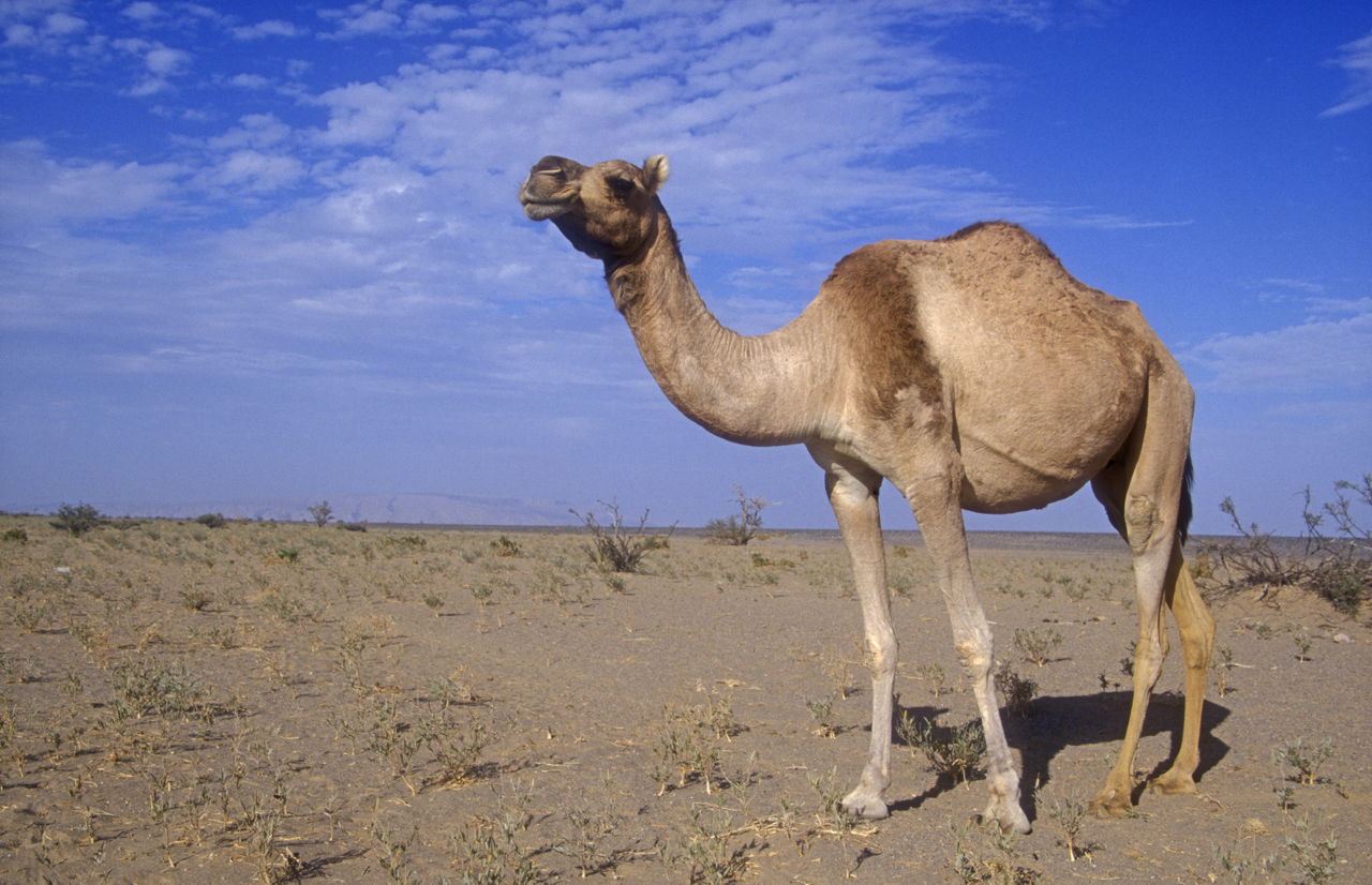 An Exhaustive List Of The Animals In The Sahara Desert Animal Sake