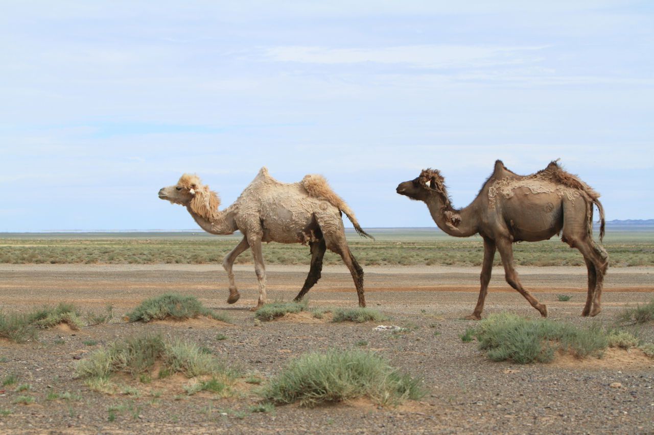 These Animals Found in the Gobi Desert are Really Intriguing - Animal Sake
