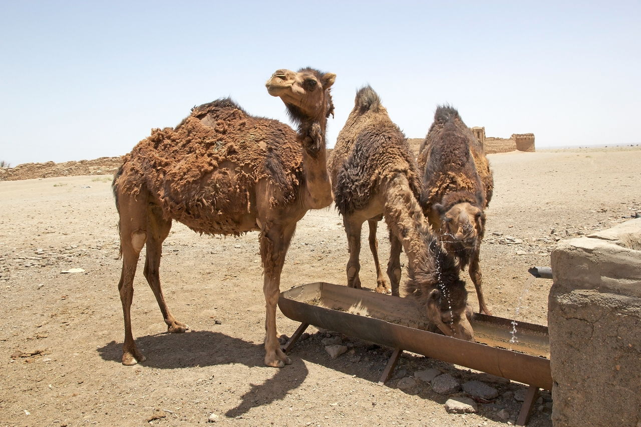 An Exhaustive List of the Animals in the Sahara Desert - Animal Sake