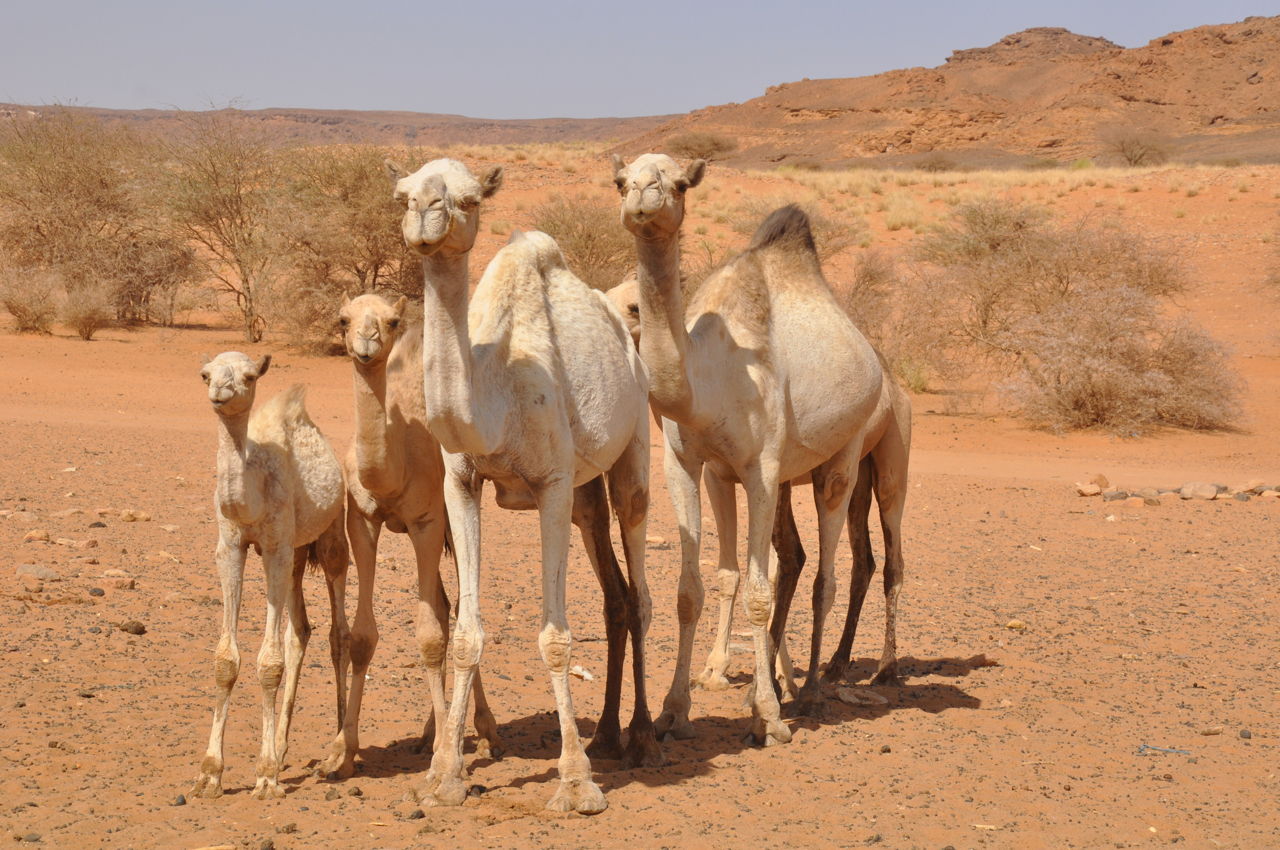 Adaptations in Desert Animals - Animal Sake