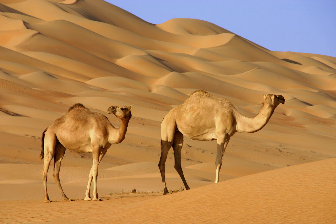 Arabian Desert Facts
