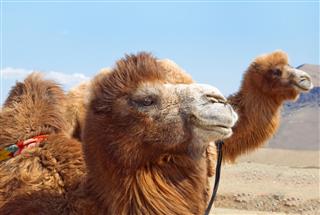 Camel Close Up