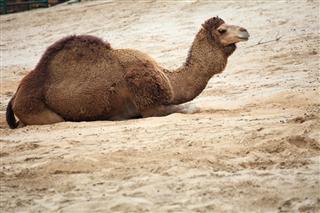 Camel In The Desert Animal