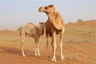 Camel With Calf