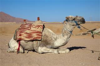 Egyptian Camel