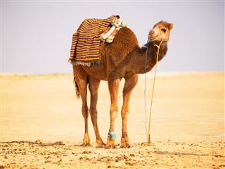 Camels In A Desert