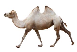 Walking Camel On A White