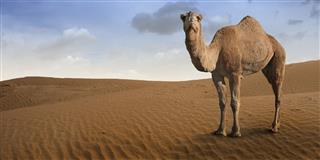 Camel Standing In Front Of The Desert