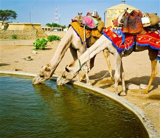 Two Camels Drinking