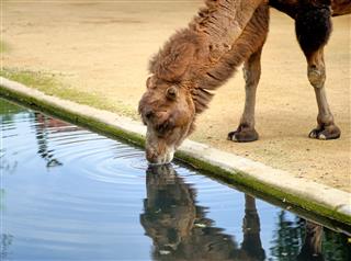 A Camel Drinks Water