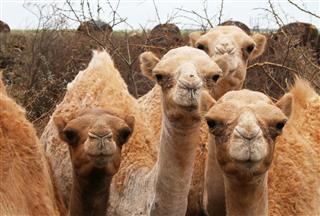 Young Camels Northern Kenya