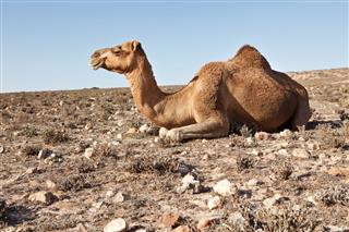 Camel In A Desert