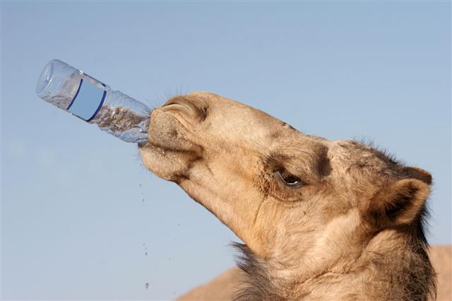 The Camel Drinks Water From A Plastic Bottle
