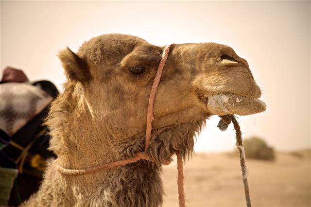 Moroccan Camel Close Up
