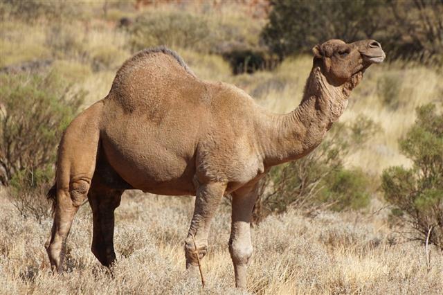 Camel Australia
