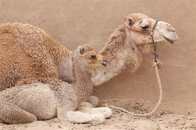 Baby Camel With His Mother