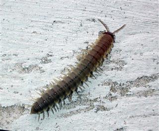 Centipede Sri Lanka