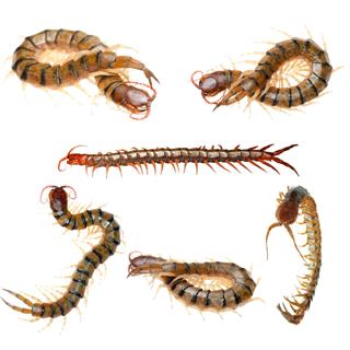 Poisonous Centipede