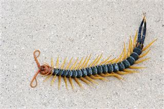 Giant Red Headed Centipede