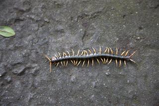Giant Centipede On Footpath