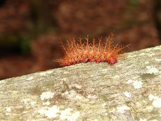 Centipede On Cashew Tree