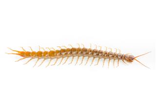 One Centipede