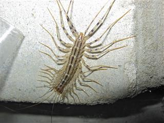 Centipede On Concrete