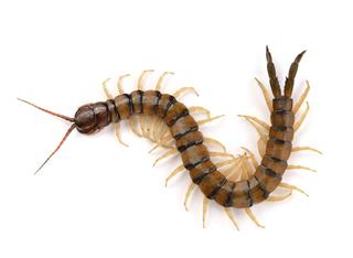 Large Centipede