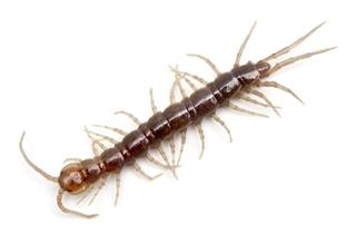Millipede Centipede