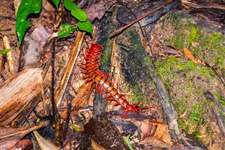 Cherry Red Centipede