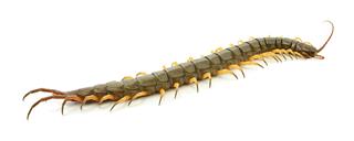 Closeup Of Brown Centipede